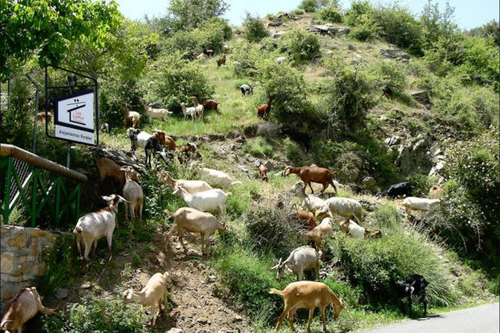 Telecabina Las Catifas Guejar Sierra Exterior photo